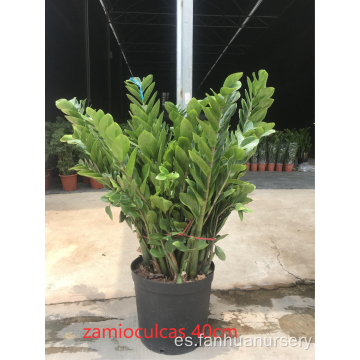 Zamioculcas zamiifolia a precio más bajo